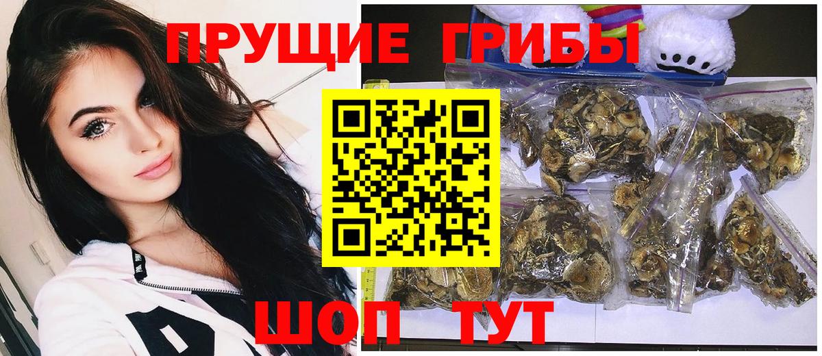 купить наркотики цена  Галлюциногенные грибы Psilocybe  Вход с VPN  Одинцово 
